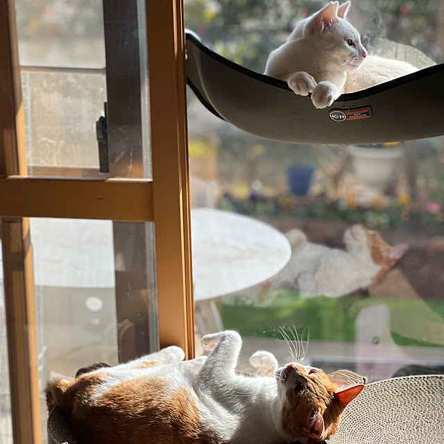 Tomoeさんの実例写真