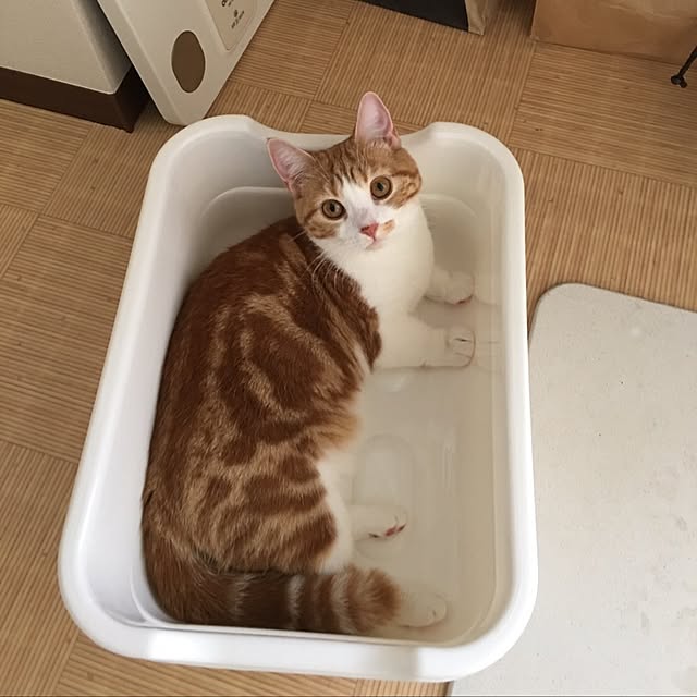 warabi69さんの実例写真