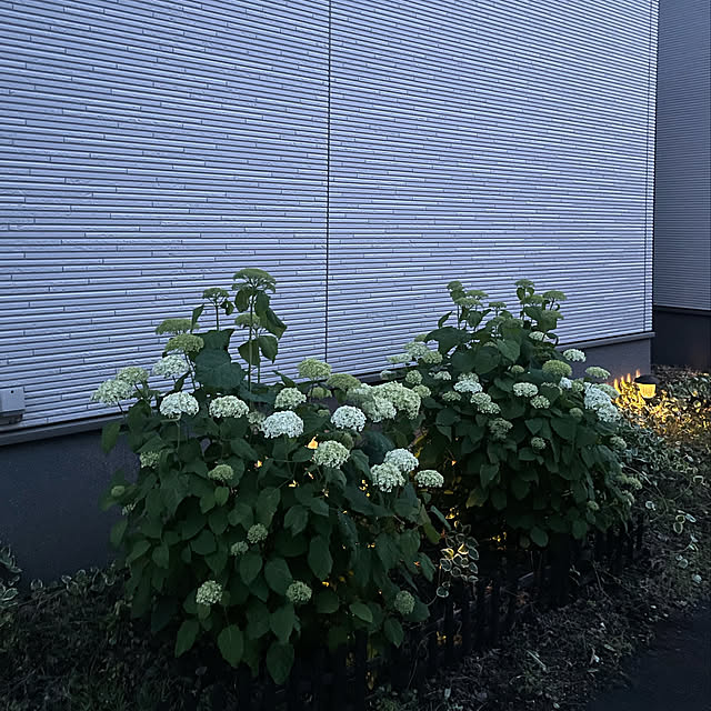 sayさんの実例写真