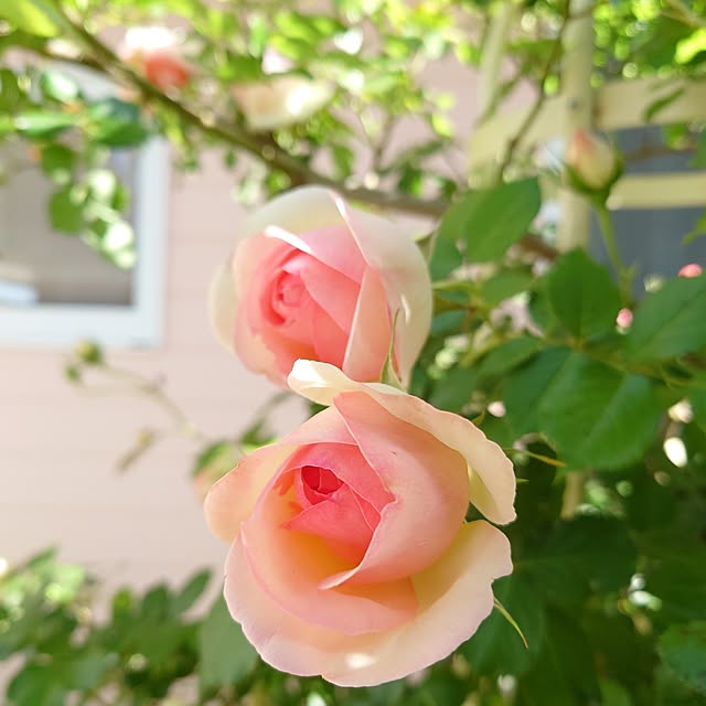 バス/トイレ/朝活/庭/花/バラ...などのインテリア実例 - 2025-05-18 01:58:11