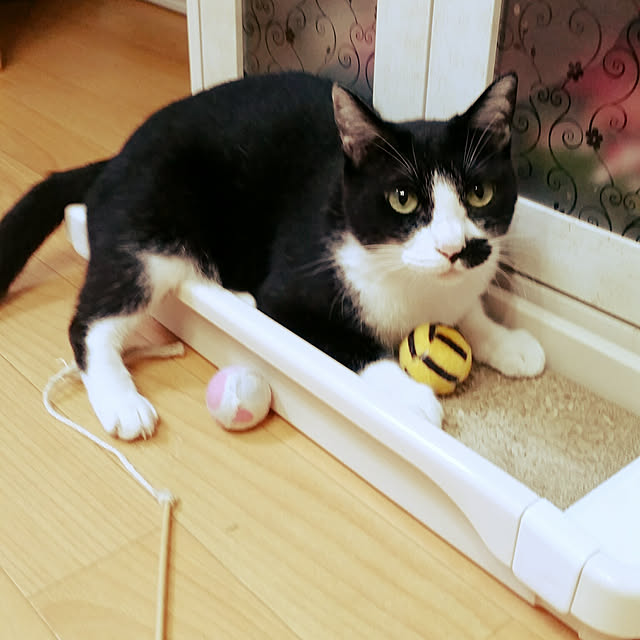 実例写真
