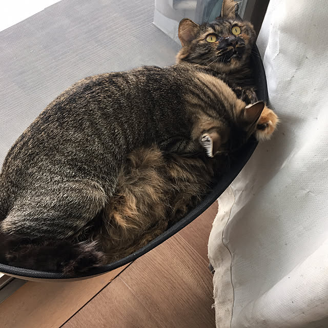 mikomaruさんの実例写真