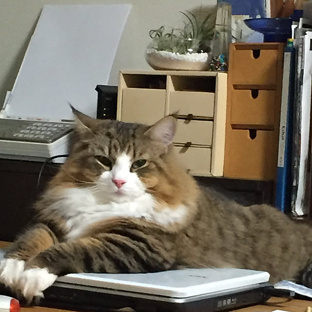necomamaさんの実例写真