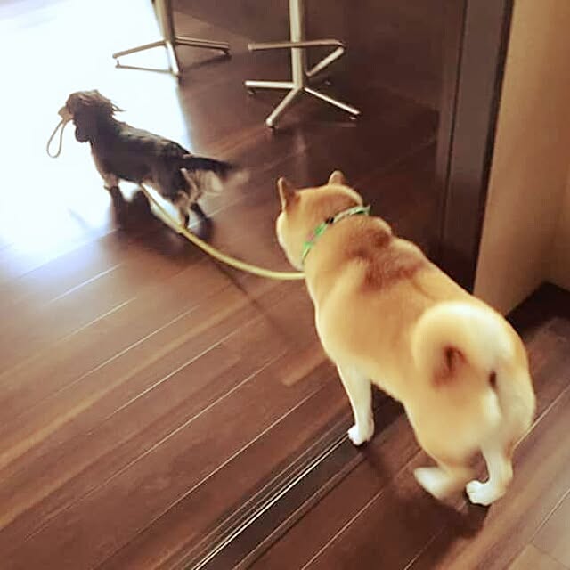 cocosorasakuさんの実例写真