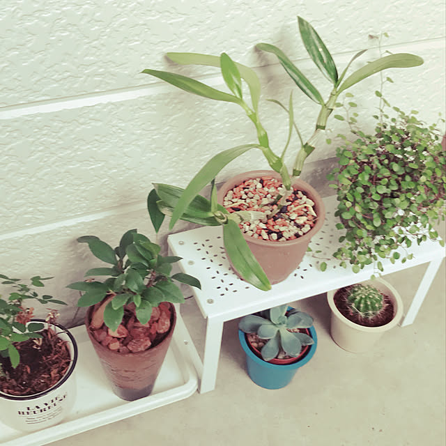玄関/入り口/ガーデニング/多肉植物/観葉植物のインテリア実例 - 2018-11-09 22:52:18