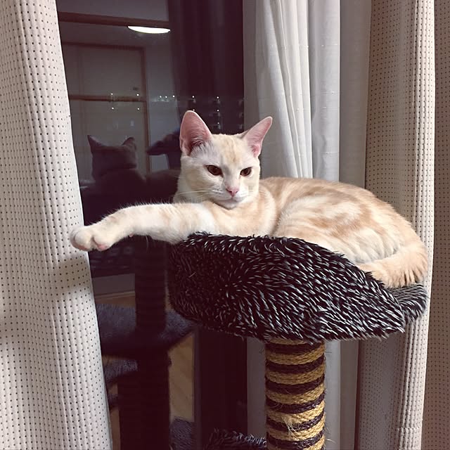 hiyupan88さんの実例写真