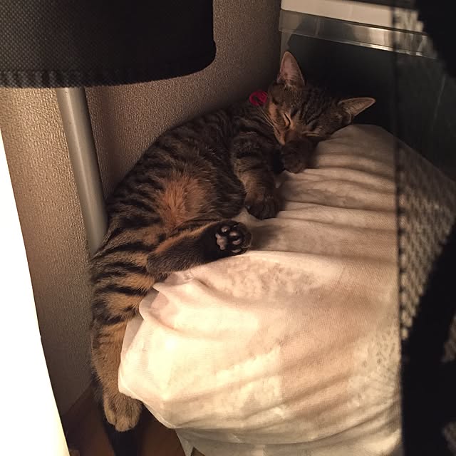 catwomanさんの実例写真
