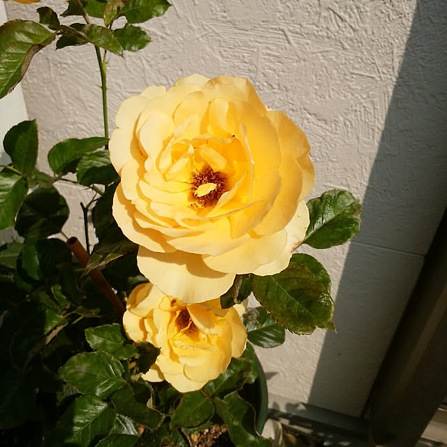 an89さんの実例写真