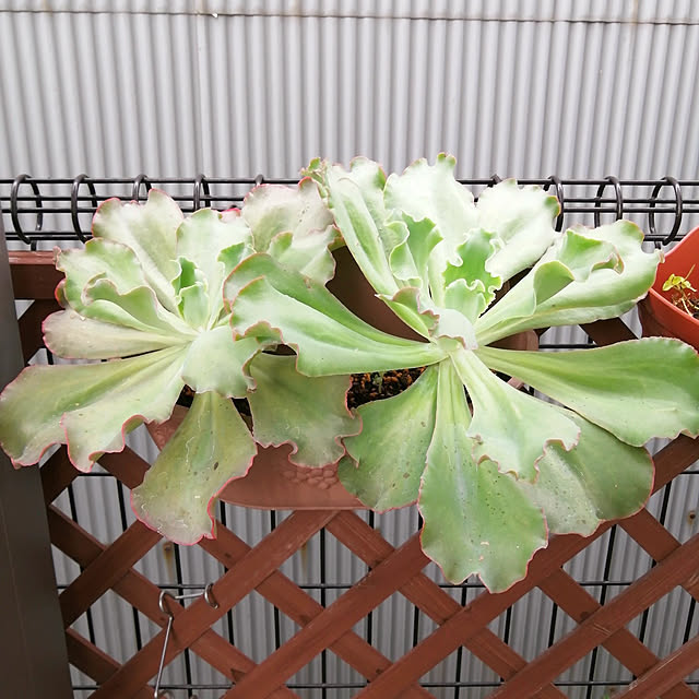 VERANDARJUNさんの実例写真