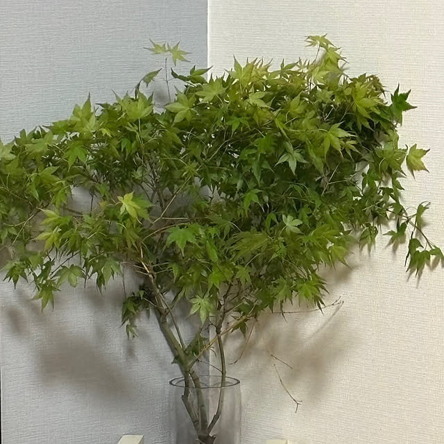 syutmmさんの部屋