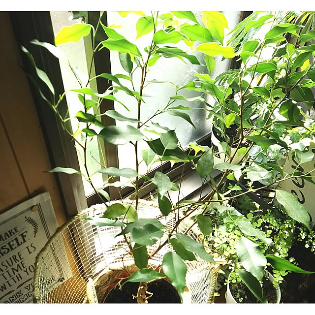 tomokaさんの実例写真