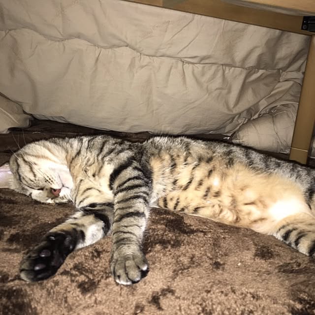 baronkotarouさんの実例写真