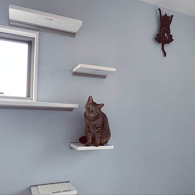 Tomcatさんの実例写真