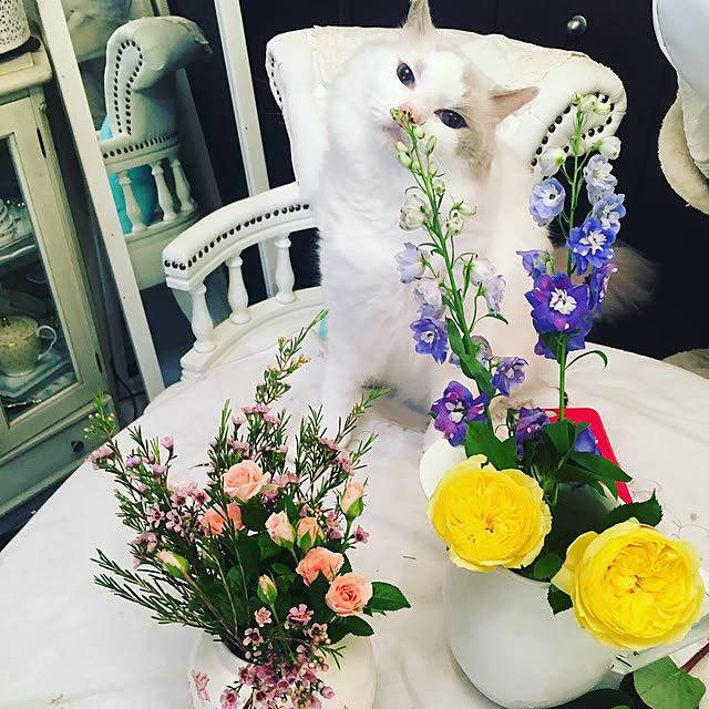 実例写真