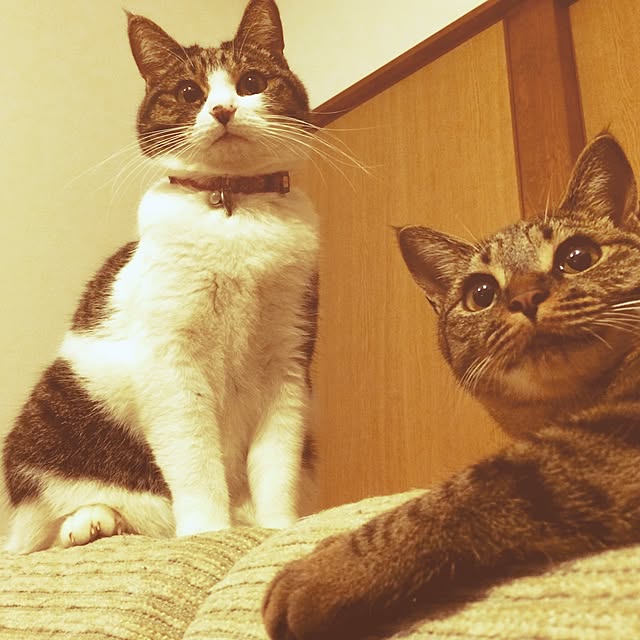 Makotoさんの実例写真