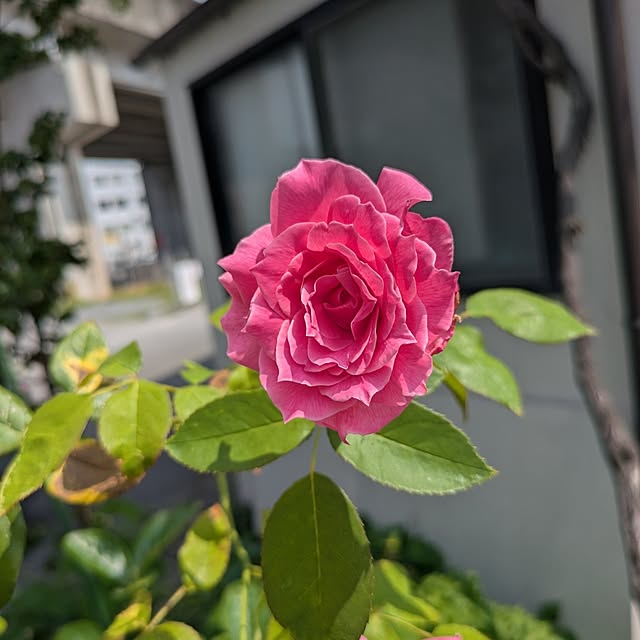minnieさんの部屋