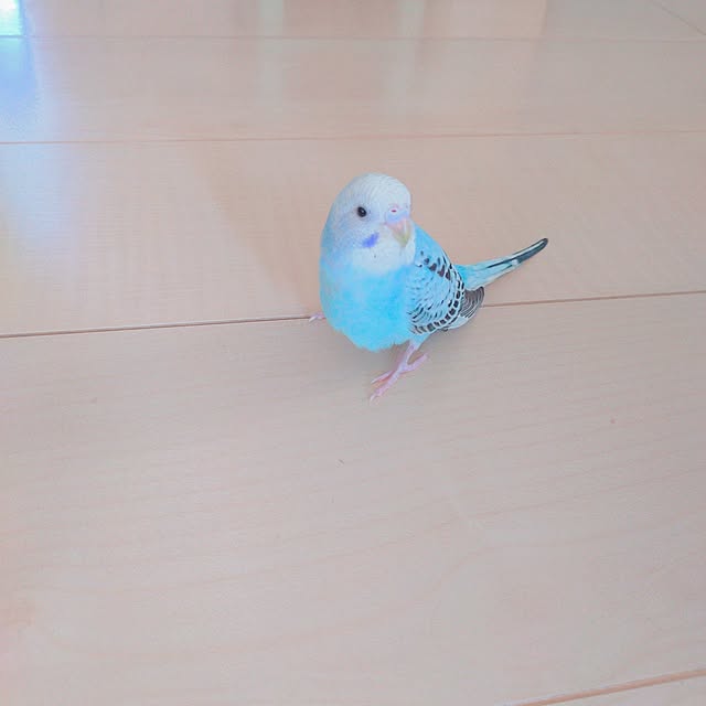 Miyumamaさんの部屋