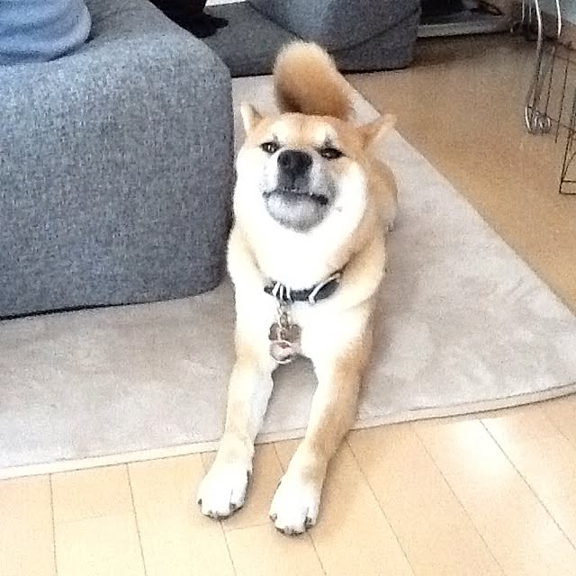kotaさんの実例写真
