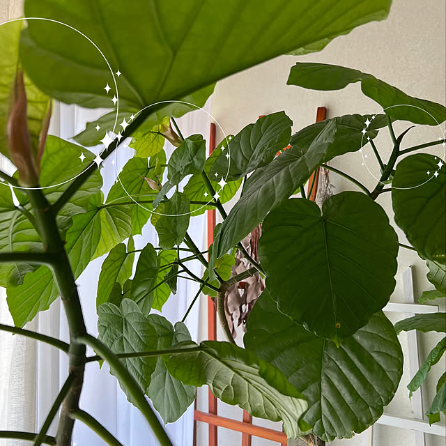 mohhaさんの実例写真