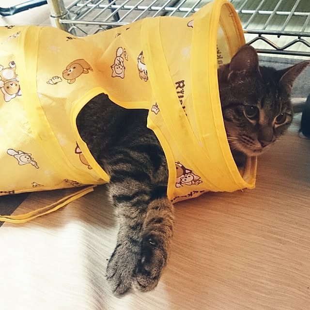 Masamiさんの実例写真