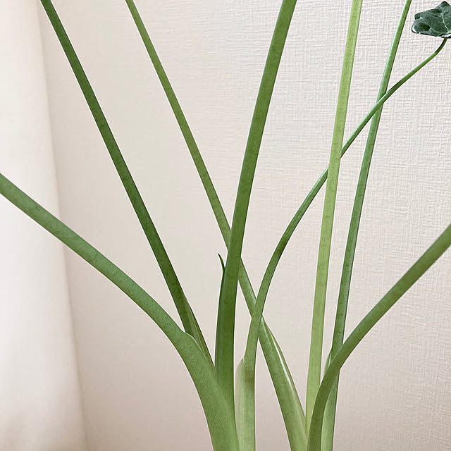 suna_kitsuneさんの実例写真