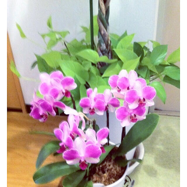 hanachanさんの部屋