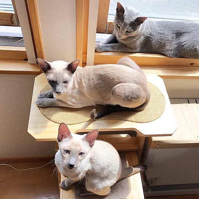 mujinekoさんの実例写真