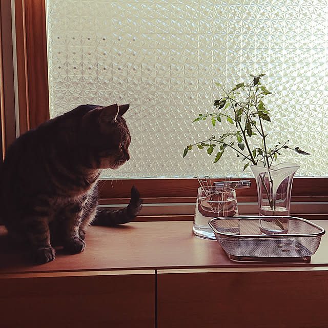 botanさんの実例写真