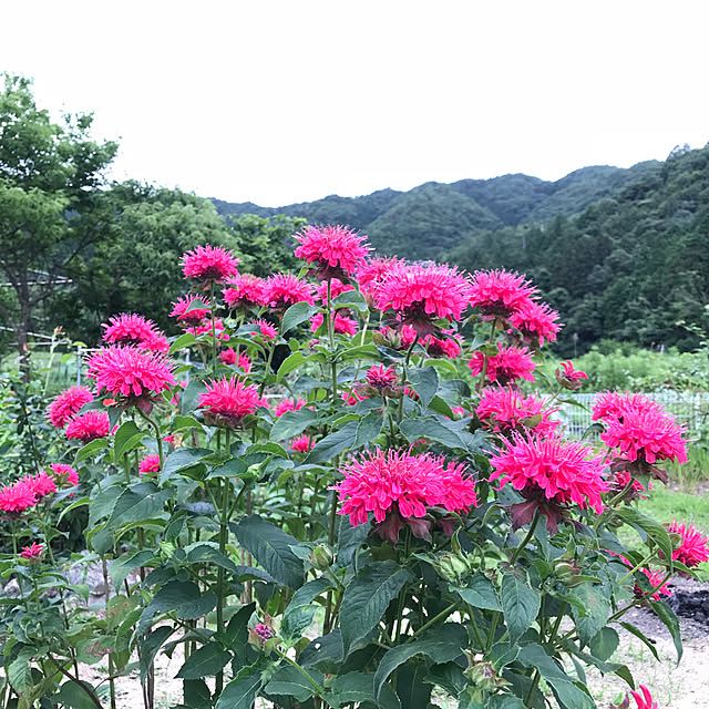 pepeさんの実例写真