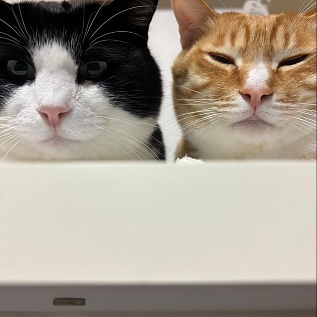 koromaroさんの部屋