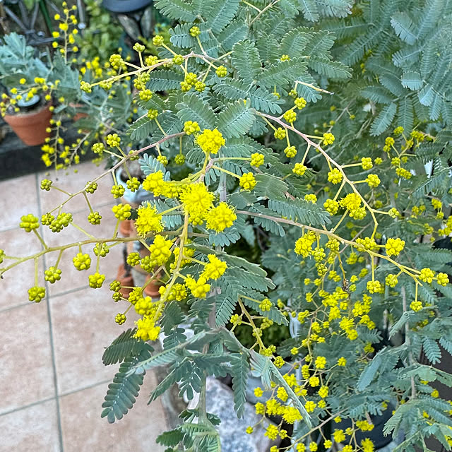 miyuさんの実例写真