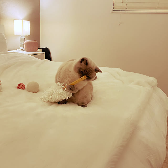 gingerwynksさんの実例写真
