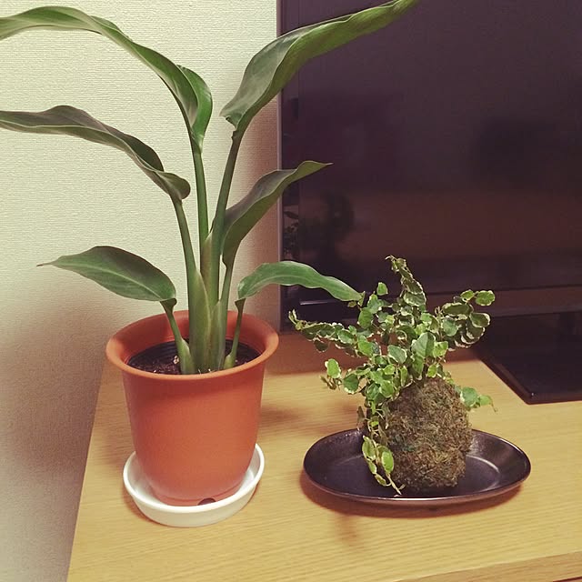 acchiさんの実例写真