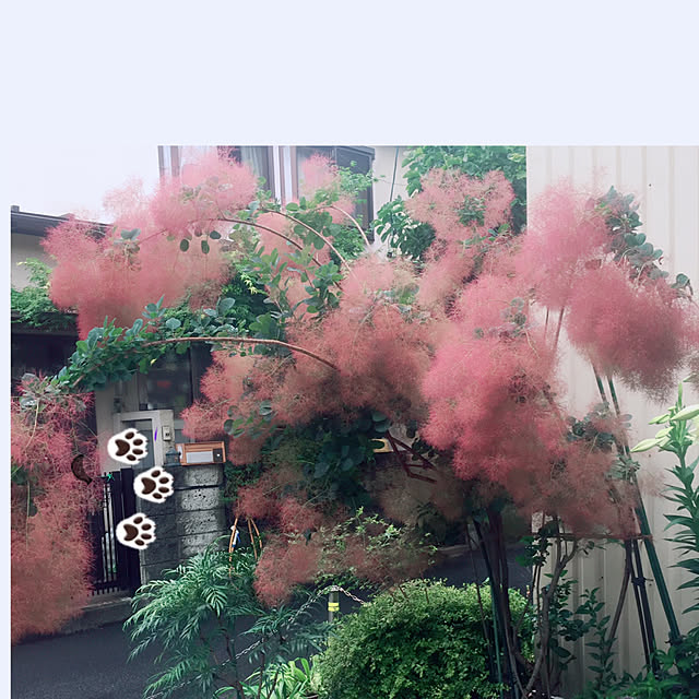 sanaさんの実例写真
