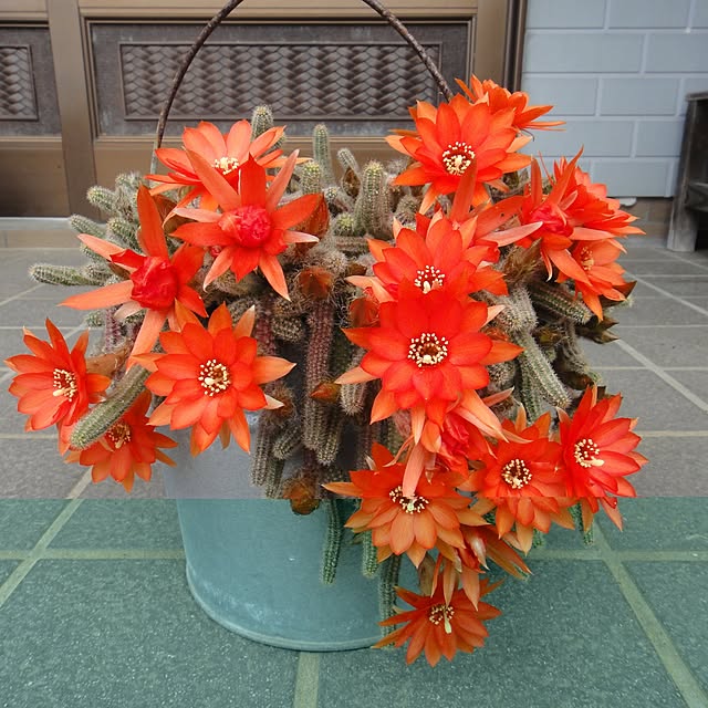 gardengardenさんの実例写真