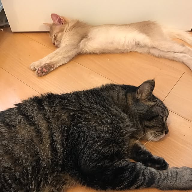 実例写真