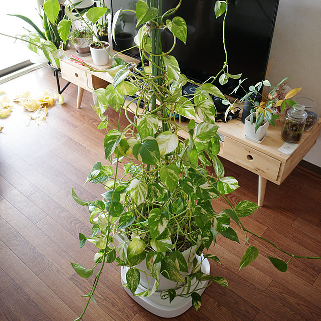 dadarikaさんの実例写真