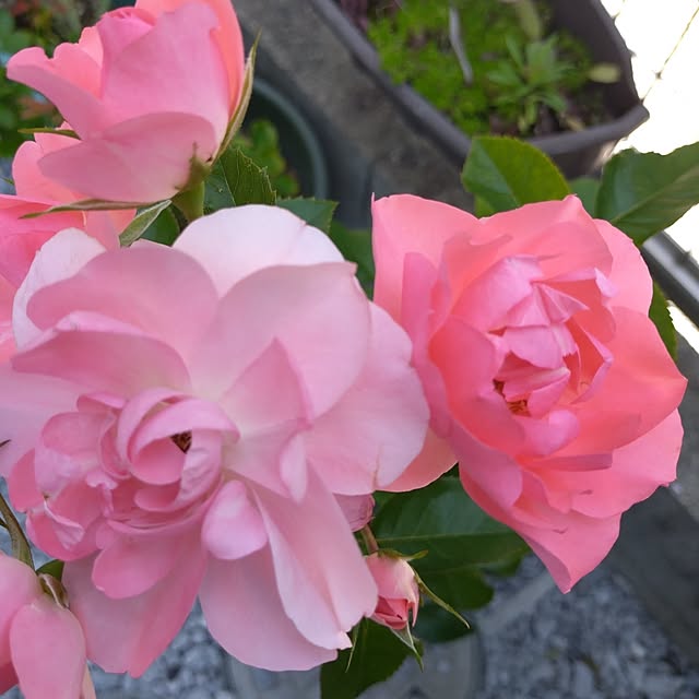 corocoro2525さんの部屋