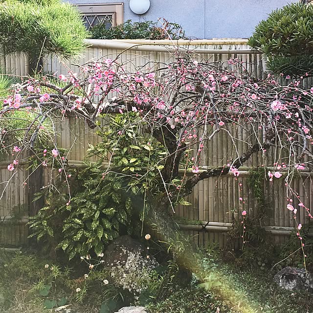 Rjさんの実例写真