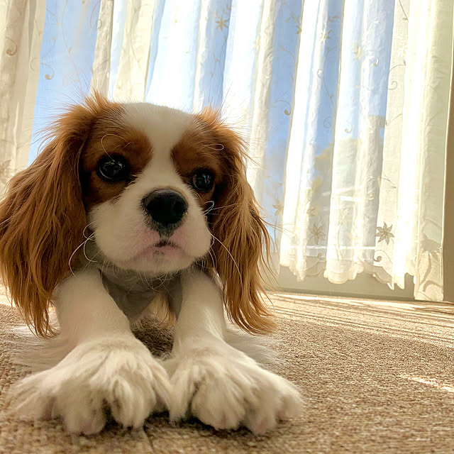 k.k.kinokoさんの実例写真