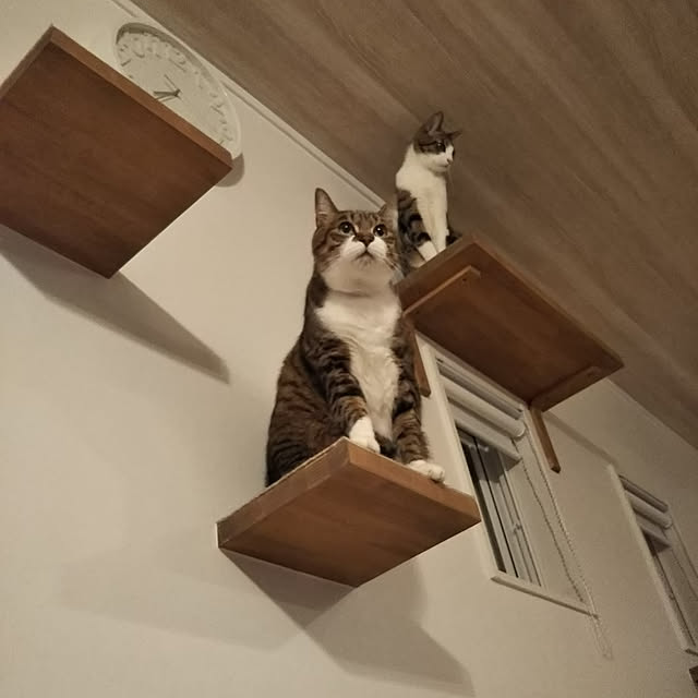 shiiiさんの実例写真