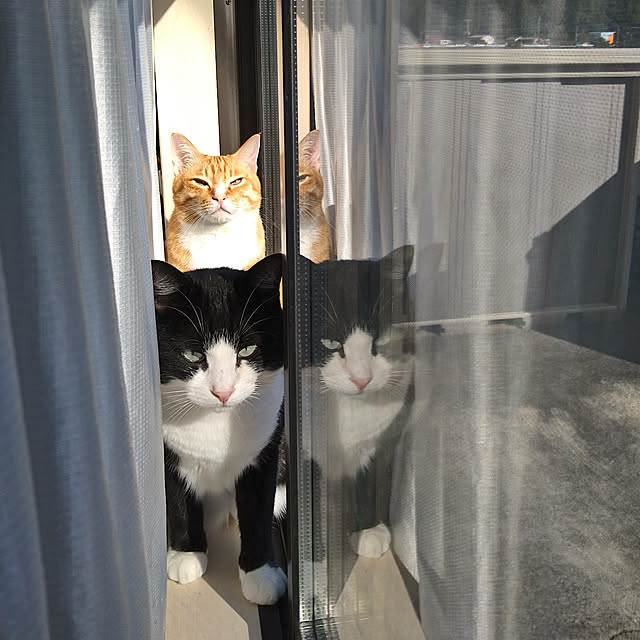 koromaroさんの実例写真