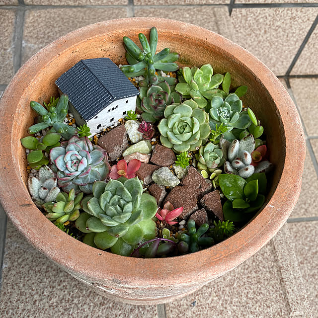 玄関/入り口/フォローすごく嬉しいです♡/多肉植物のある暮らしのインテリア実例 - 2024-05-31 15:15:56