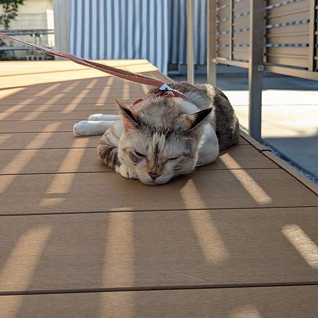 kohakuさんの実例写真