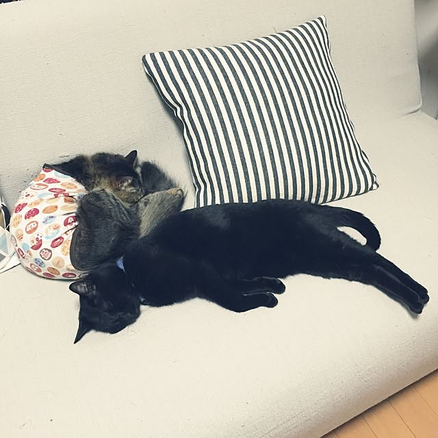 yuki0511さんの実例写真