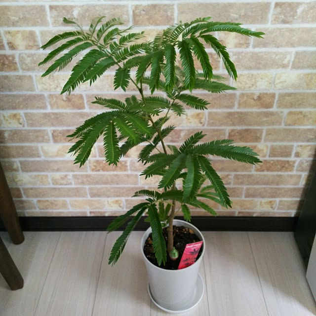 kojikojiさんの実例写真