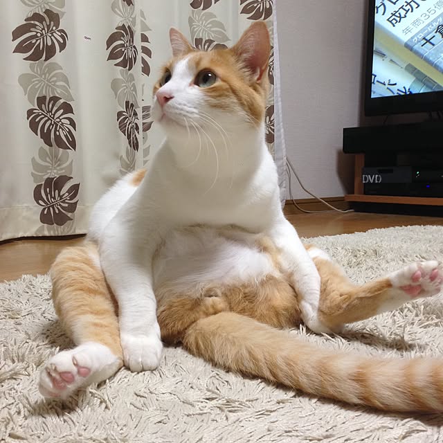 Kinanさんの実例写真