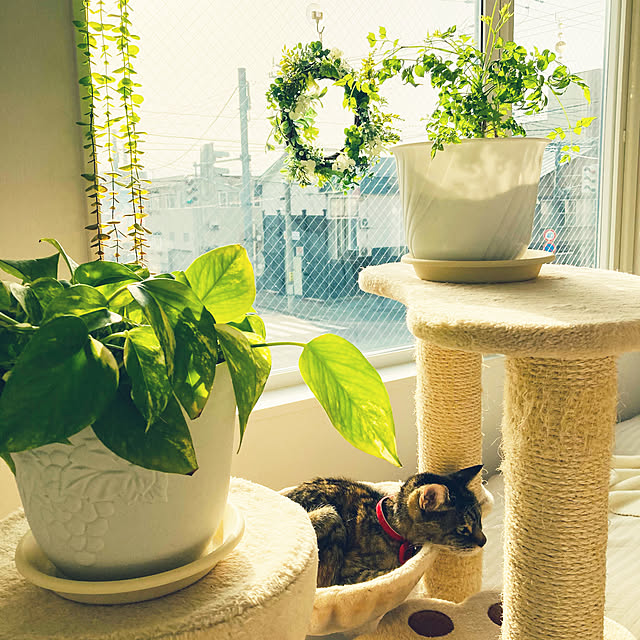minminさんの実例写真