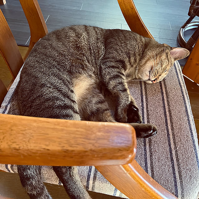 猫と暮らす家/観葉植物/猫のいる日常/壁紙屋本舗さん❤︎/カフェ風...などのインテリア実例 - 2022-11-20 14:12:54