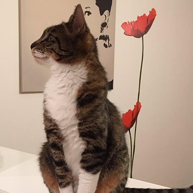 Chaso.さんの実例写真